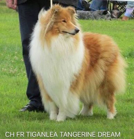 Tiganlea Tangerine Dream