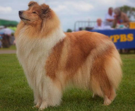 CH Tiganlea Tinkerbell at Revdvicki