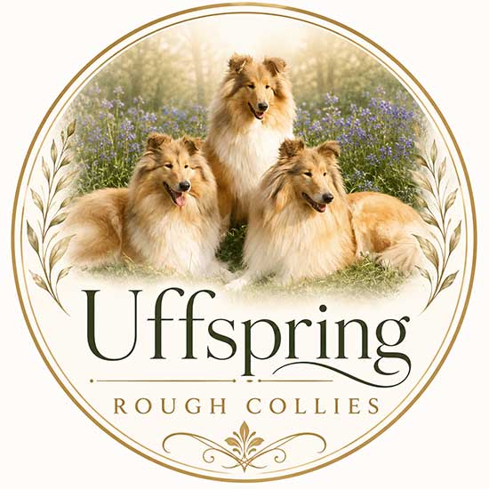 Uffspring Rough Collies