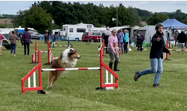 Zircon taking part in agility