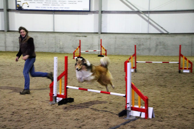 Zircon the Rough Collie