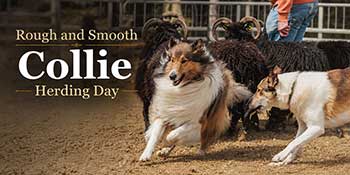 Rough and Smooth Collie Herding Day
