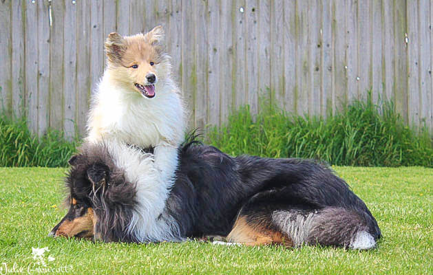 Rough or Smooth Collie photograph