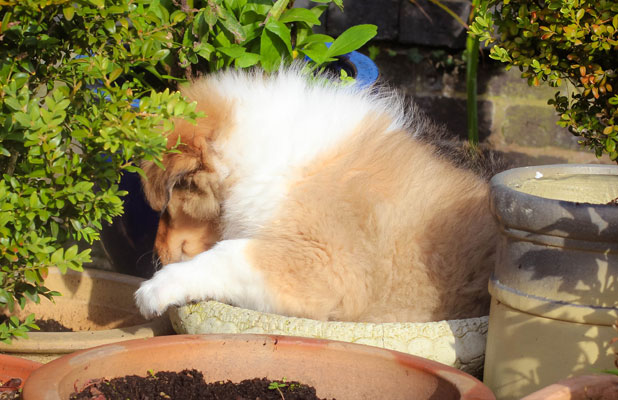 Collie photograph - flowerpot
