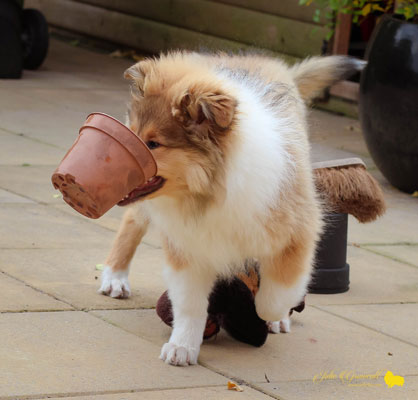 Collie photograph - potonhead