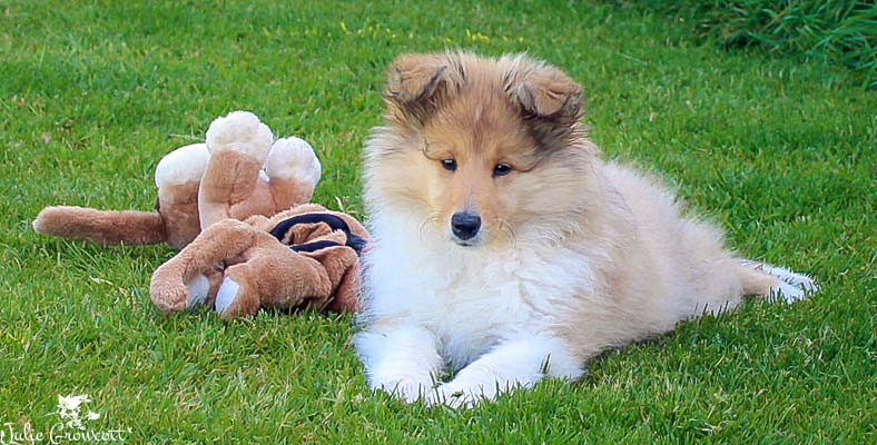 Collie photograph - tei