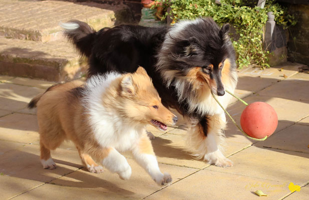 Collie photograph - withtu