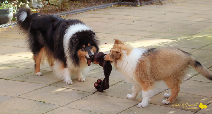 Collie photograph - withtu