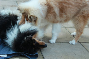 Collie photograph - Teisha
