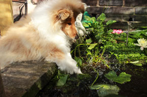 Collie photograph - Teishawater