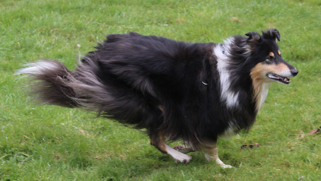 Rough or Smooth Collie - Tilly