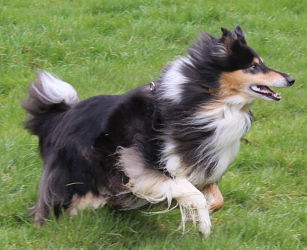 Rough or Smooth Collie - Tilly2
