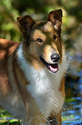Rough or Smooth Collie photograph