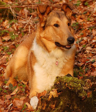 Rough or Smooth Collie photograph