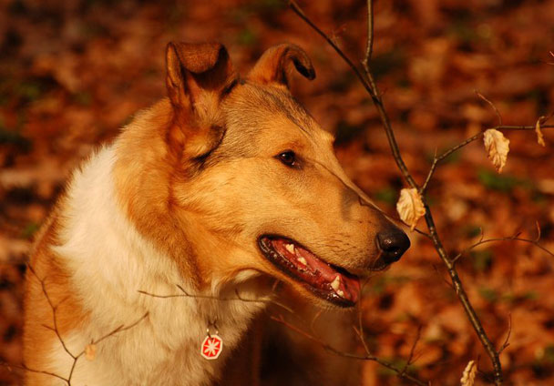 Rough or Smooth Collie photograph