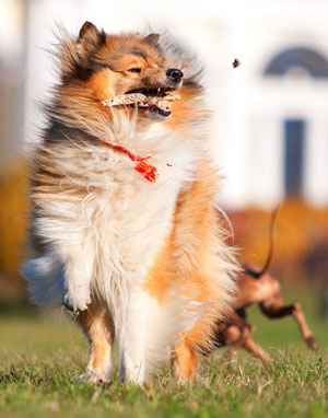 Collie photograph - alisestorchak