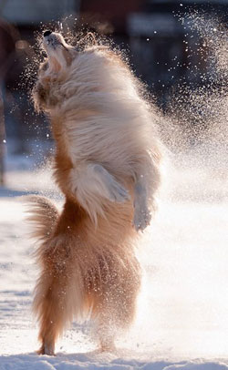 Collie photograph - alisestorchak