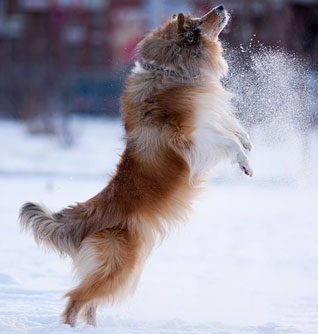 Collie photograph - alisestorchak