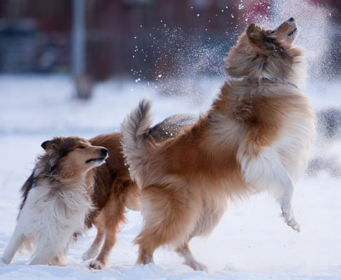 Collie photograph - alisestorchak