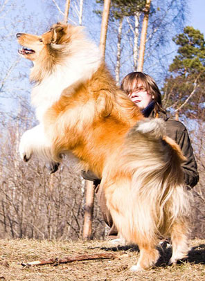 Collie photograph - alisestorchak