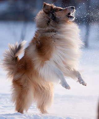 Collie photograph - alisestorchak