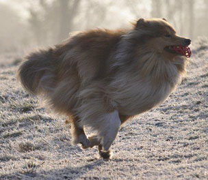 Collie photograph - barney
