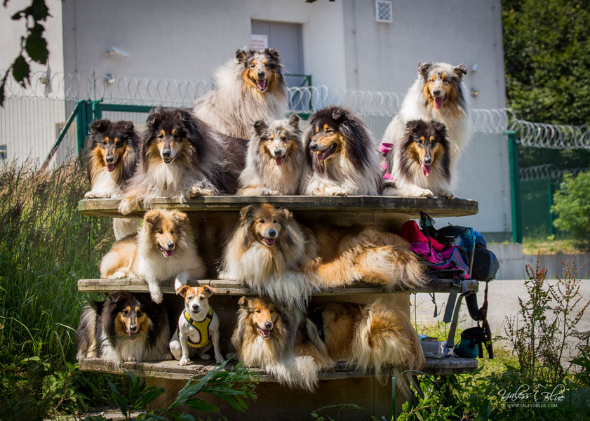 Rough or Smooth Collie photograph