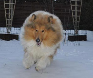 Collie photograph - doginsowgabrielagrubba