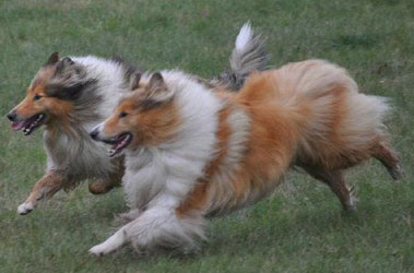 Collie photograph - gabrielagrubba