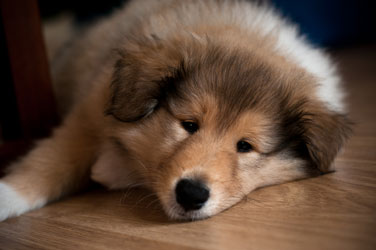 Collie photograph - martlesepuppy