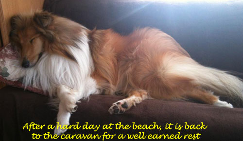 Collie photograph - onholiday