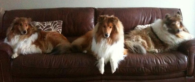 Collie photograph - settee