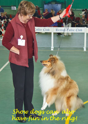 Collie photograph - sharedwishhavingfun