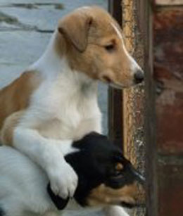 Collie photograph - smoothpuppy