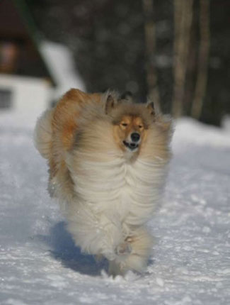 Collie photograph - snow