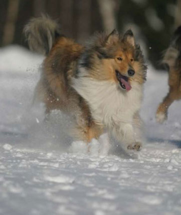 Collie photograph - snow