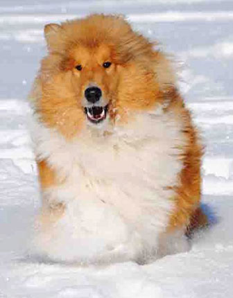 Collie photograph - snow