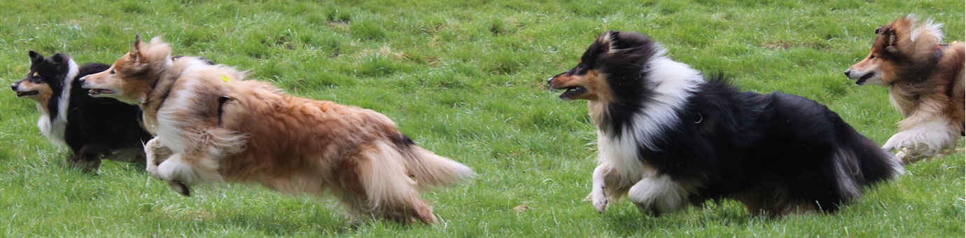 Rough or Smooth Collie - taratulatillyandted
