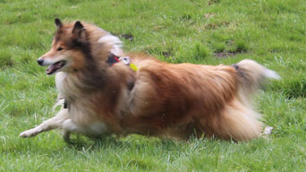 Collie photograph - ted