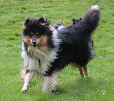 Rough or Smooth Collie - tula