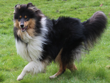 Rough or Smooth Collie - tula2