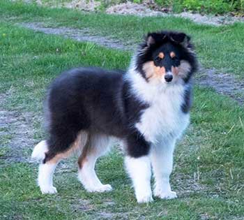 Rough Collie puppy advertised on Collielife