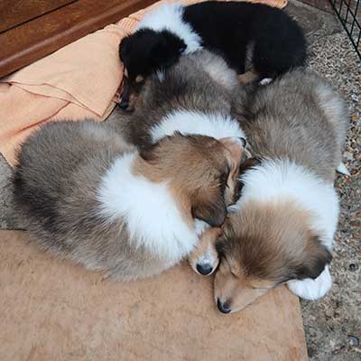 Rough Collie puppy advertised on Collielife