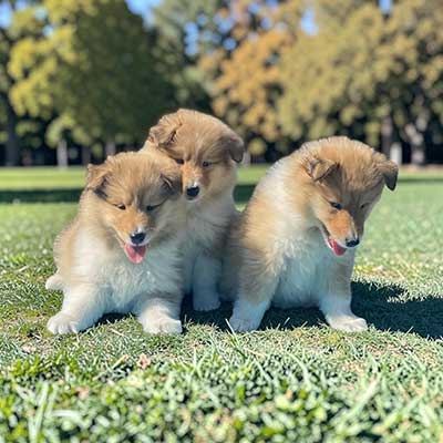Rough Collie puppy advertised on Collielife