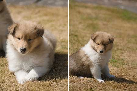 Rough Collie puppy advertised on Collielife