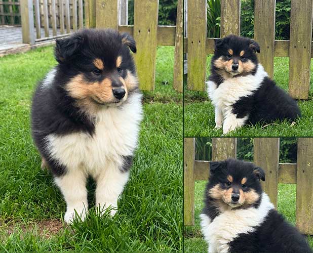 Rough Collie puppy advertised on Collielife