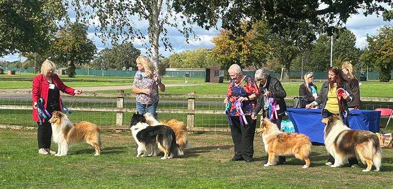 Best in Show at Midland Collie Club Open Show 2026
